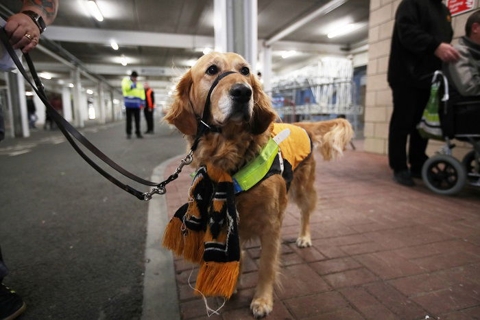 Westminster dog show prize money