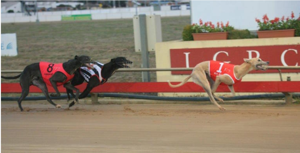 Greyhound Racing Australia Live Stream: Where to Watch Greyhound Racing Live Streaming Free?